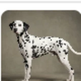 Dalmatian dog reference photo